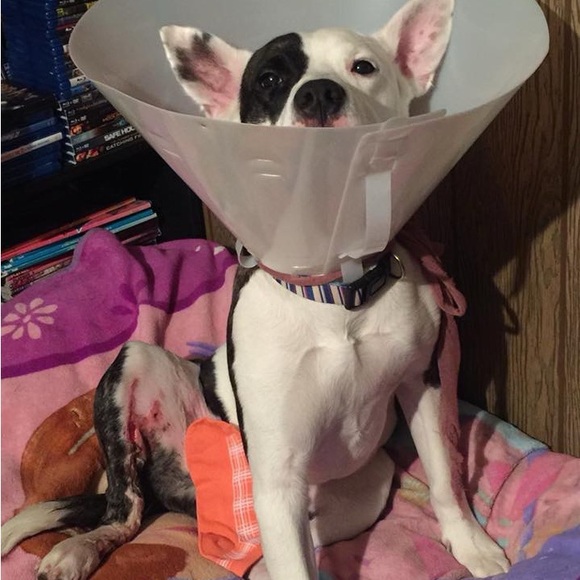 🌟🦴Sloan’s recovery donation 🦴❤️ - Picture 4 of 13